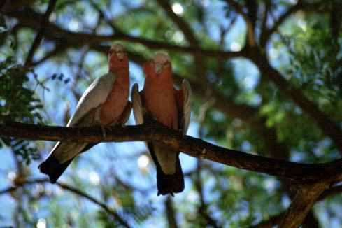 Parrots