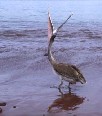 Pelican