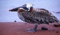 Pelican