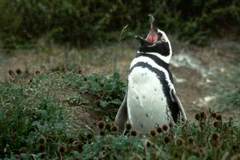 Penguin Yawn