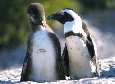 Penguins 1