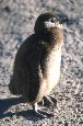 Penguins 2