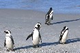 Penguins 3