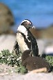 Penguins 4