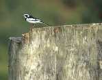 Pied Wagtail
