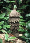 Termites