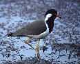 Plover