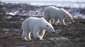 Polar Bears