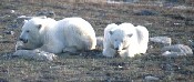 Polar Bears