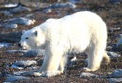 Polar Bear