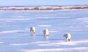 Polar Bears Across Ice