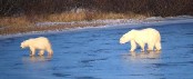 Polar Bears on Ice