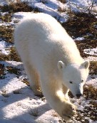 Polar Bear