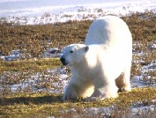 Large Polar Bear