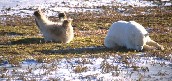 Polar Bears