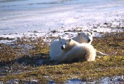 Polar Bears