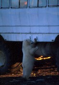 Polar Bear at Buggy