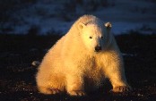 Young Polar Bear at Sunset