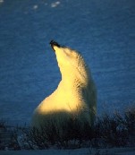 Polar Bear at Sunset