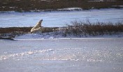 Polar Bear Family