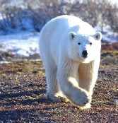 Large Polar Bear