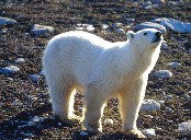 Inquisitive Polar Bear