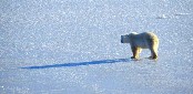 Polar Bear on Ice