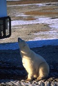 Polar Bear at Buggy