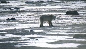 Polar Bear on Ice