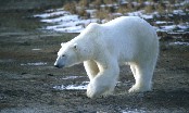 Polar Bear