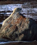 Polar Bear Hiding Behind Rock