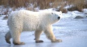Polar Bear
