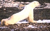 Polar Bear Exercising
