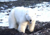 Polar Bear Eating Kelp