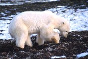 Polar Bear Digging Kelp