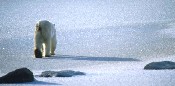 Polar Bear on Ice