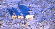 Polar Bear Family from Air