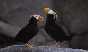 Tufted Puffins