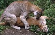 Pumas