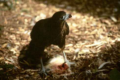 Raptor