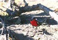 Red Breasted Shrike