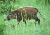 Red Bush Pig