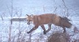 Red Fox