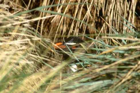 Rockhopper In Tussock