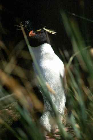 Rockhopper Portrait