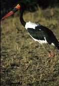 Saddle Billed Stork