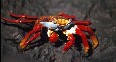 Sally Lightfoot Crab