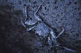 Baby Sally Lightfoot Crab