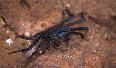 Baby Sally Lightfoot Crab