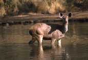 Sambur Bathing